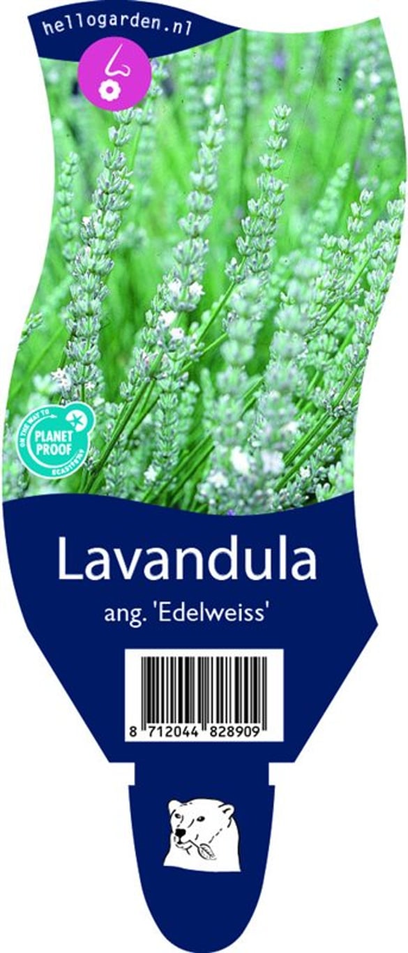 Lavandula ang. 'Edelweiss' - P11